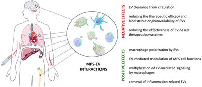 Biodelivery of therapeutic extracellular vesicles: should mononuclear phagocytes always be feared?